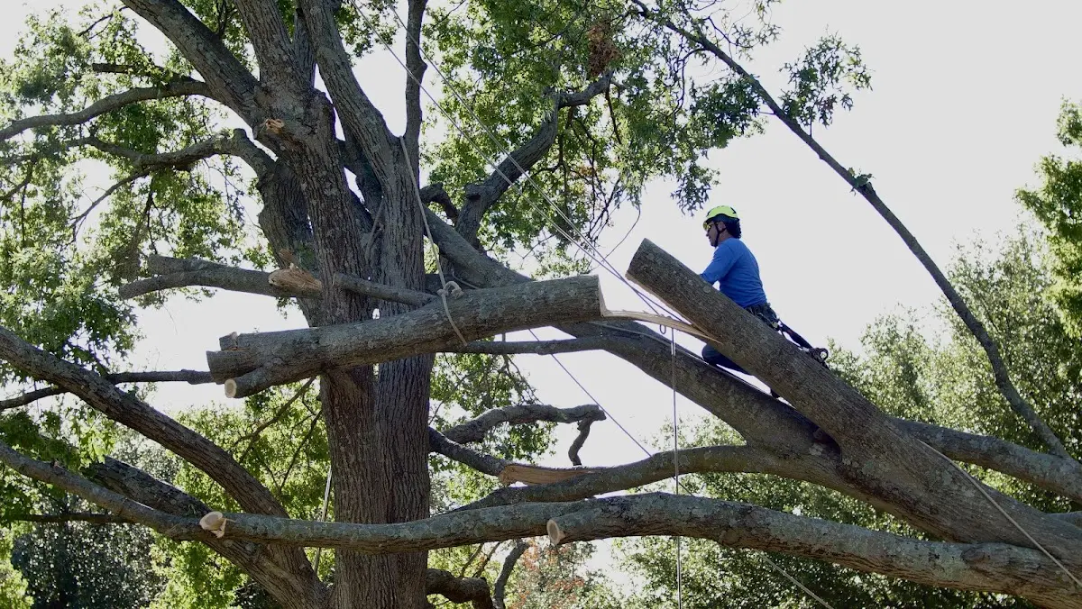 Professional Crown Thinning performed by certified arborists in Bokoshe